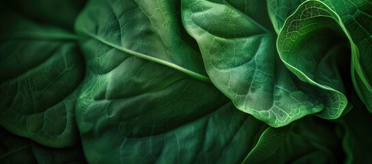 Vibrant Green Leaves with Natural Texture