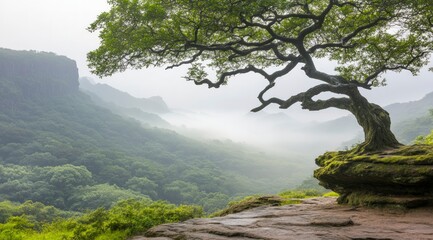 Fototapeta premium Misty Mountain Forest Bonsai like Tree on Mossy Rock