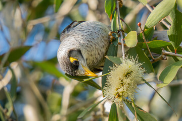 A noisy minor finds food from a bootle brush flower 