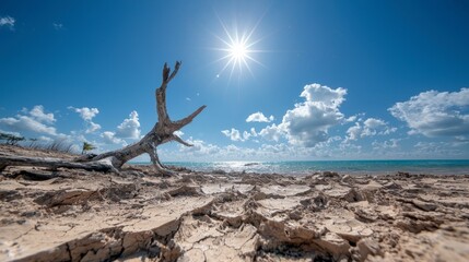 Sun baked Cracked Earth  Driftwood Beach  Arid Landscape  Climate Change