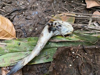 dead and rotting fish