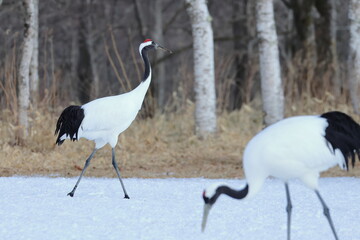 red crowned crane