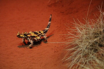 Thorny Devil