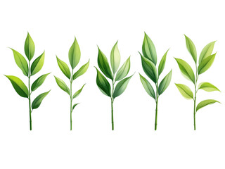 Fototapeta premium Lily of the valley Leaf, isolated on white background, full depth of field