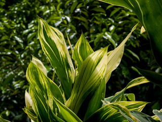 The beauty of the Dracaena fragrans plant with large green and yellow patterned leaves. The clear details of the leaf veins are backlit against a backdrop of green leaves.