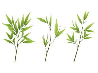 Fototapeta premium Bamboo leaf, isolated on white background, full depth of field