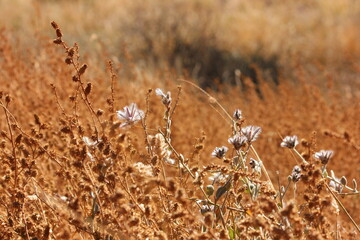 Dessert Thistles