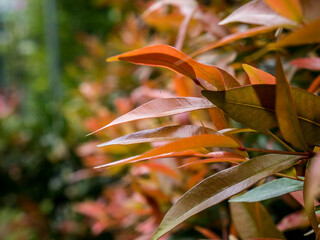 Obraz premium Close-up of beautiful tropical leaves in orange and green gradient, blurred green plant background. Natural light shows the details of the leaf fibers. Suitable for nature and environmental themes.