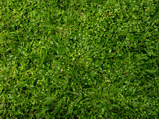 The surface of densely growing green grass, decorated with small leaves and other wild plants. A combination that creates a fresh natural pattern and is suitable for the vegetation concept.