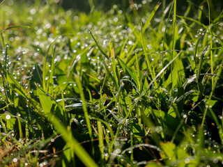 Fresh and wet green grass with dew drops still attached, sparkling in the morning sunlight. Suitable for the concept of wild plant life. 