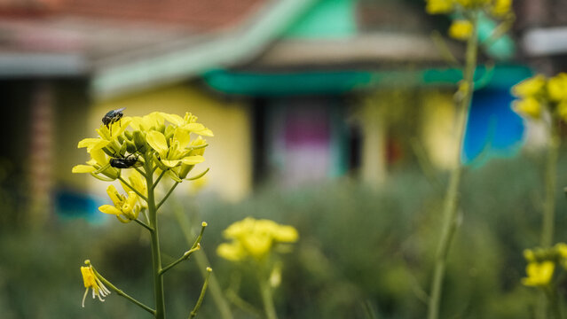 yellow flowers in the field