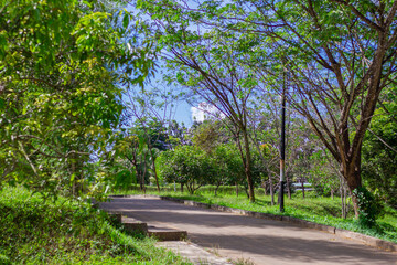 Footpath In Green City Park At Morning With Tall Trees