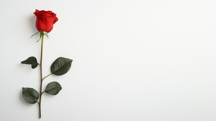 Obraz premium Single Red Rose on White - A single red rose, symbol of love, beauty, passion, romance, and purity, elegantly rests on a pristine white background
