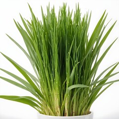 Fototapeta premium A potted plant with green grass in it.