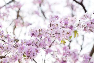 Queen's Flower or Inthanin flower in Thailand, Queen,s crape myrtle, Pride of India, Jarul, banaba plant, Lagerstroemia speciosa, cheerful blooming in park.