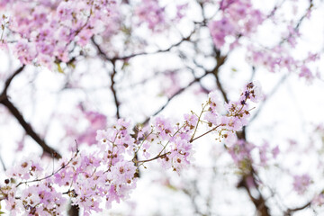 Queen's Flower or Inthanin flower in Thailand, Queen,s crape myrtle, Pride of India, Jarul, banaba plant, Lagerstroemia speciosa, cheerful blooming in park.