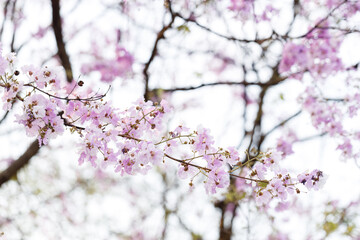 Queen's Flower or Inthanin flower in Thailand, Queen,s crape myrtle, Pride of India, Jarul, banaba plant, Lagerstroemia speciosa, cheerful blooming in park.
