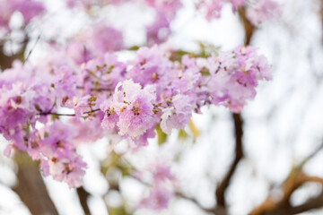 Queen's Flower or Inthanin flower in Thailand, Queen,s crape myrtle, Pride of India, Jarul, banaba...