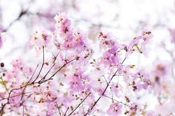 Queen's Flower or Inthanin flower in Thailand, Queen,s crape myrtle, Pride of India, Jarul, banaba plant, Lagerstroemia speciosa, cheerful blooming in park.