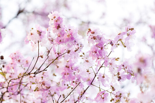Queen's Flower or Inthanin flower in Thailand, Queen,s crape myrtle, Pride of India, Jarul, banaba plant, Lagerstroemia speciosa, cheerful blooming in park.