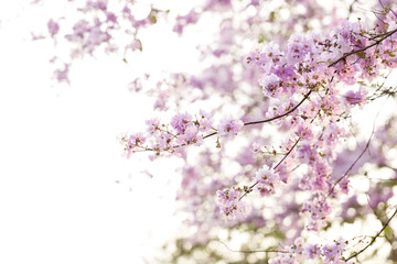 Queen's Flower or Inthanin flower in Thailand, Queen,s crape myrtle, Pride of India, Jarul, banaba plant, Lagerstroemia speciosa, cheerful blooming in park.