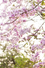 Fototapeta premium Queen's Flower or Inthanin flower in Thailand, Queen,s crape myrtle, Pride of India, Jarul, banaba plant, Lagerstroemia speciosa, cheerful blooming in park.