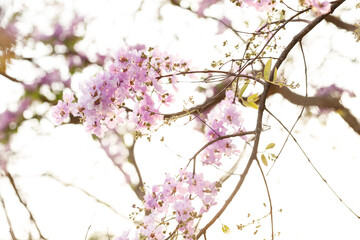 Queen's Flower or Inthanin flower in Thailand, Queen,s crape myrtle, Pride of India, Jarul, banaba...