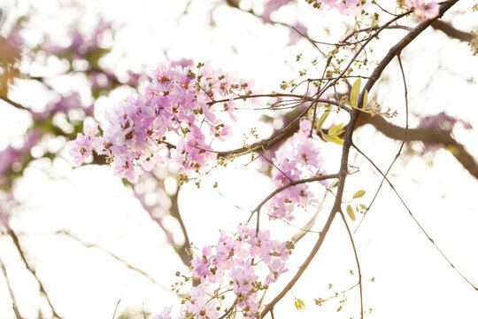 Queen's Flower or Inthanin flower in Thailand, Queen,s crape myrtle, Pride of India, Jarul, banaba plant, Lagerstroemia speciosa, cheerful blooming in park.