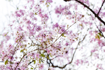Queen's Flower or Inthanin flower in Thailand, Queen,s crape myrtle, Pride of India, Jarul, banaba plant, Lagerstroemia speciosa, cheerful blooming in park.