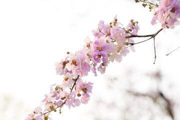 Queen's Flower or Inthanin flower in Thailand, Queen,s crape myrtle, Pride of India, Jarul, banaba...