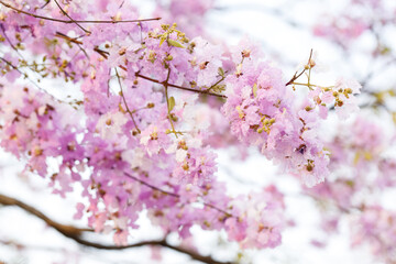 Queen's Flower or Inthanin flower in Thailand, Queen,s crape myrtle, Pride of India, Jarul, banaba plant, Lagerstroemia speciosa, cheerful blooming in park.