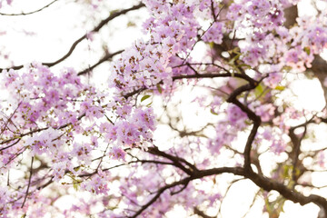 Queen's Flower or Inthanin flower in Thailand, Queen,s crape myrtle, Pride of India, Jarul, banaba plant, Lagerstroemia speciosa, cheerful blooming in park.