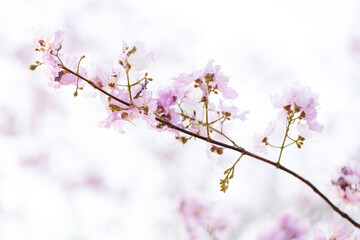 Queen's Flower or Inthanin flower in Thailand, Queen,s crape myrtle, Pride of India, Jarul, banaba plant, Lagerstroemia speciosa, cheerful blooming in park.