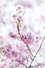 Queen's Flower or Inthanin flower in Thailand, Queen,s crape myrtle, Pride of India, Jarul, banaba plant, Lagerstroemia speciosa, cheerful blooming in park.