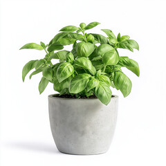 Fresh Basil Plant in Grey Pot Herb Culinary Gardening