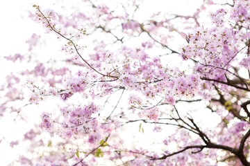 Queen's Flower or Inthanin flower in Thailand, Queen,s crape myrtle, Pride of India, Jarul, banaba...