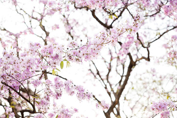 Queen's Flower or Inthanin flower in Thailand, Queen,s crape myrtle, Pride of India, Jarul, banaba plant, Lagerstroemia speciosa, cheerful blooming in park.