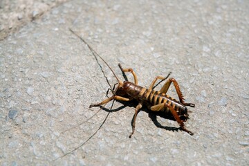 Giant Weta Sitting on Asphalt – Close-Up of New Zealand’s Iconic Insect