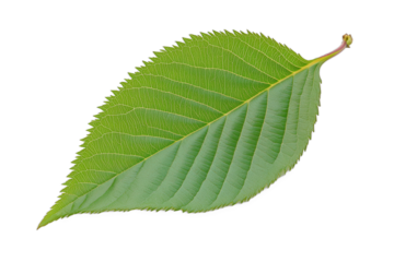 Single bright green leaf. Isolated foliage with detailed texture, vein pattern on solid color background for ecology, white or transparant png