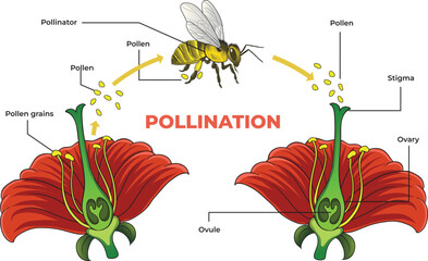 POLLINATION_ILLUSTRATION_DIAGRAM