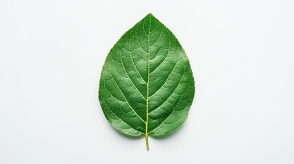 Obraz premium Close-Up of a Fresh Green Leaf on a Light Background for Nature and Botanical Themes