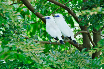 The Bali myna also known as Rothschild’s Mynahis, is only found in Bali, Indonesia and nowhere...