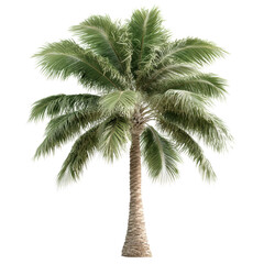 Obraz premium Palm tree silhouette against a solid black background creating a striking visual contrast on white background , cut out.