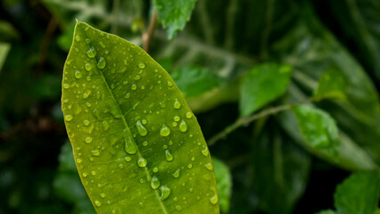 A fresh green leaf adorned with rainwater droplets, shining brightly. The background of green plants creates a natural, beautiful, and calming ambiance. Copy space, Space available for text
