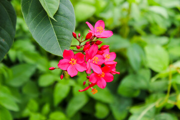 Jatropha integerrima, commonly known as peregrina or spicy jatropha