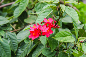 Jatropha integerrima, commonly known as peregrina or spicy jatropha