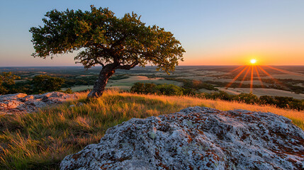 Lone tree sunset hilltop scenic landscape
