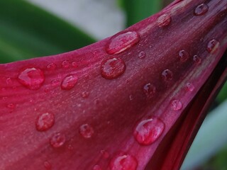 Water Drops on the petals of the Dazzling red Flower, 