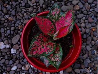 Close-Up of Red Aglaonema, Unique Charming Leaf Pattern
