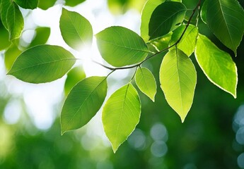 Sunlight Through Vibrant Green Leaves